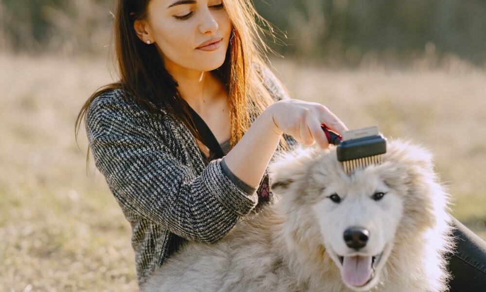 mejores tipos de cepillos para perros