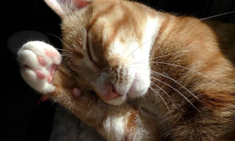 Qu'est-ce que le dégriffage du chat ?