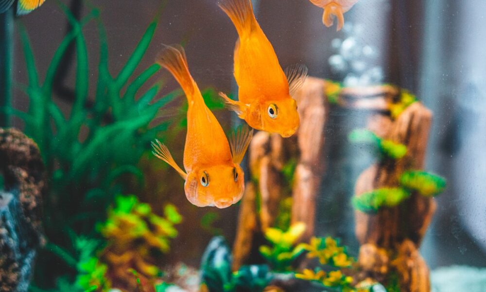 Comment construire un aquarium d'eau chaude étape par étape pour poissons tropicaux