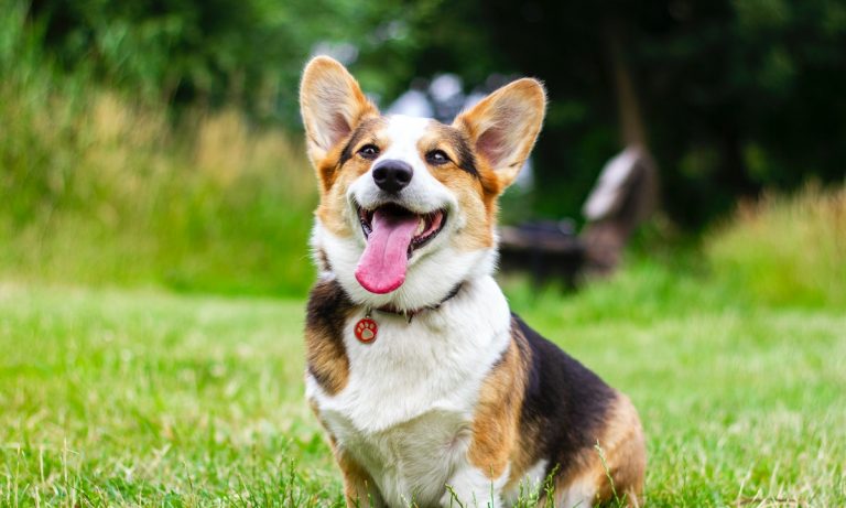 cómo evitar o repeler insectos en perros