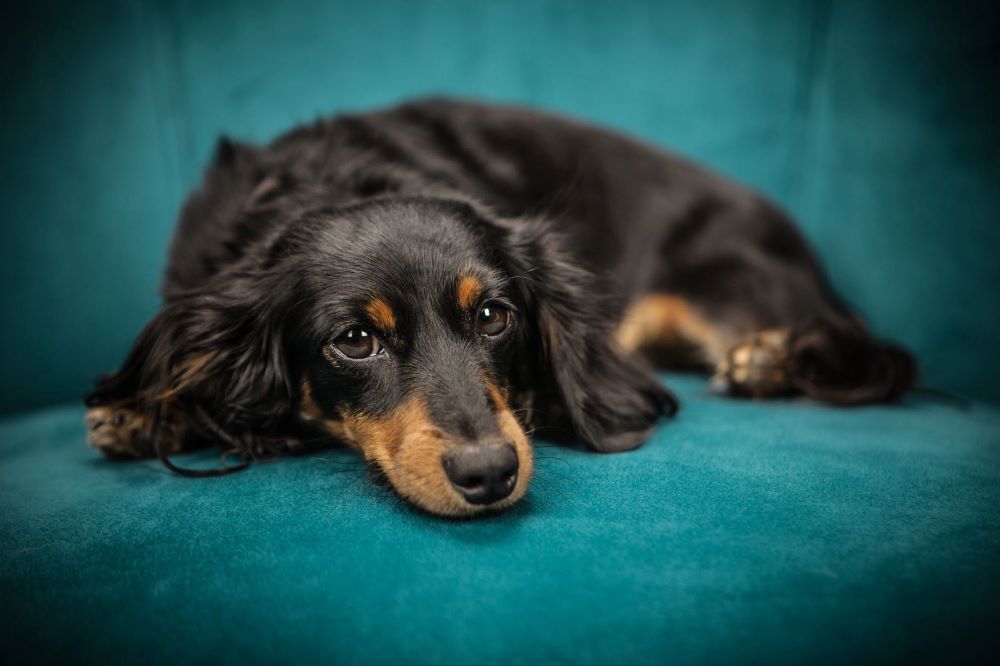 les chiens de compagnie aident à lutter contre la maladie d'Alzheimer
