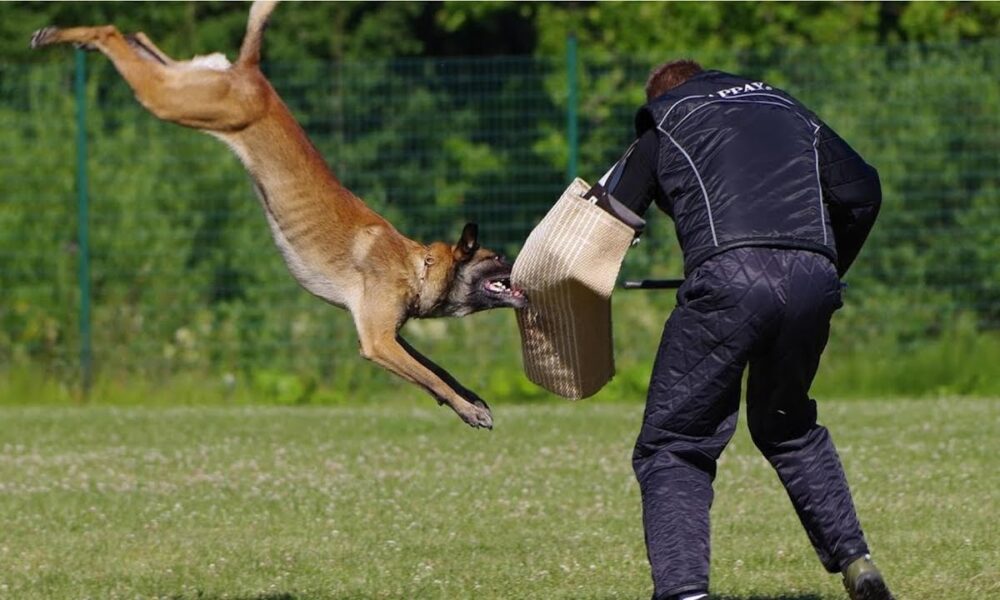 perros especializados en defensa y ataque