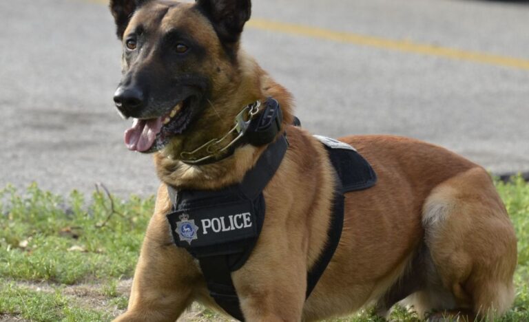 Perros policía
