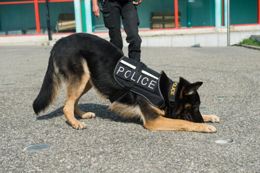 mejores razas para perros policía