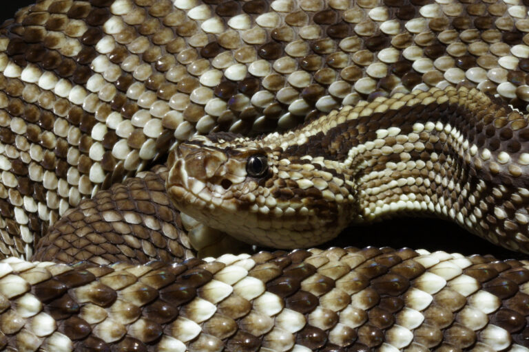 maladies courantes chez les serpents