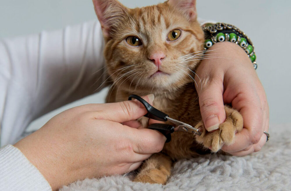 cortar las uñas a los gatos