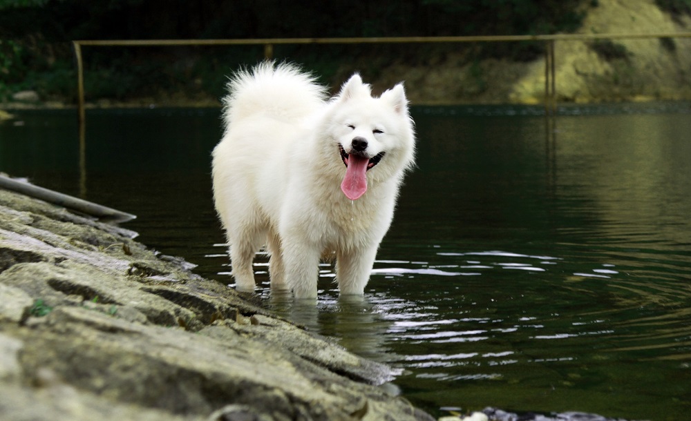 Prendre soin du pelage de votre chien avec de l'huile de coco