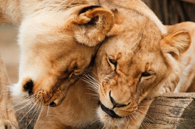 Altruismo en el mundo de los animales