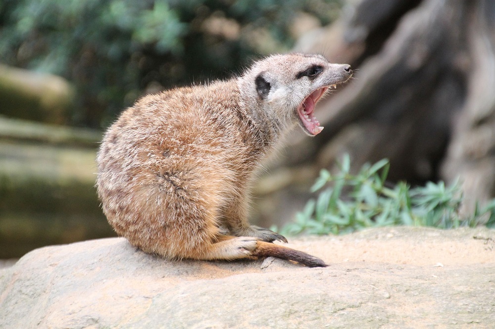Los animales y el altruismo
