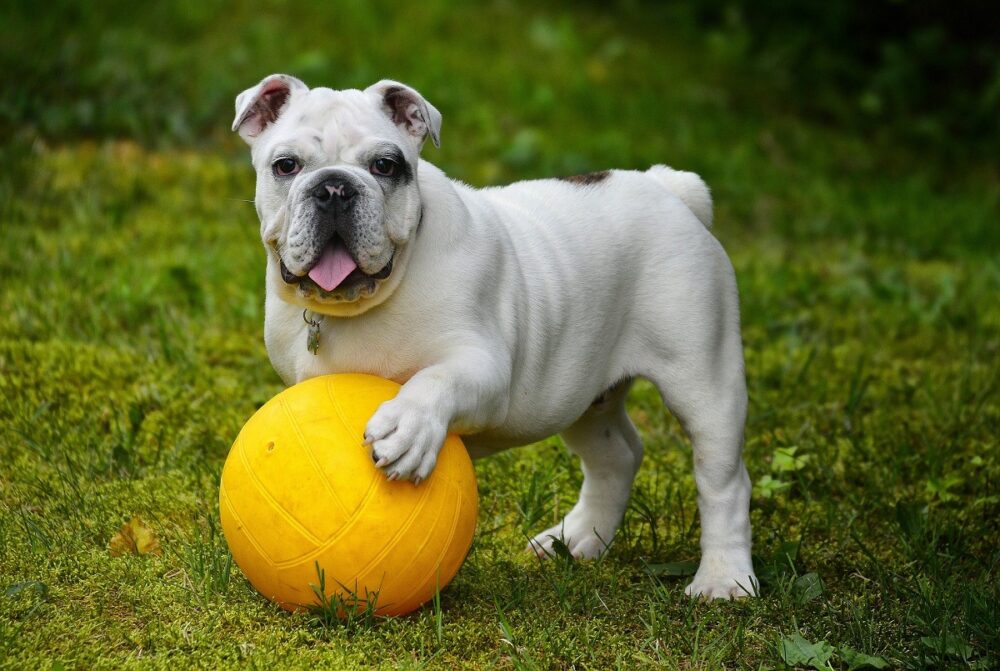 Mejores collares atiparasitarios para perros
