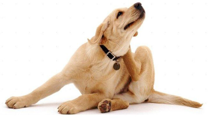 Cómo evitar y eliminar las pulgas del perro y de la casa