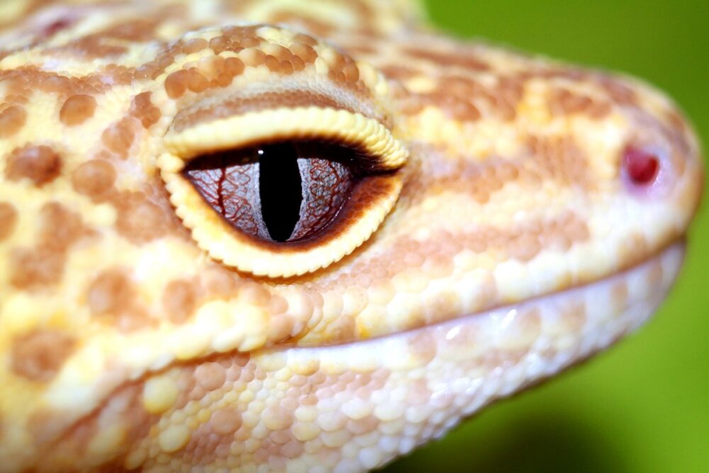 Cuidados y características del gecko leopardo