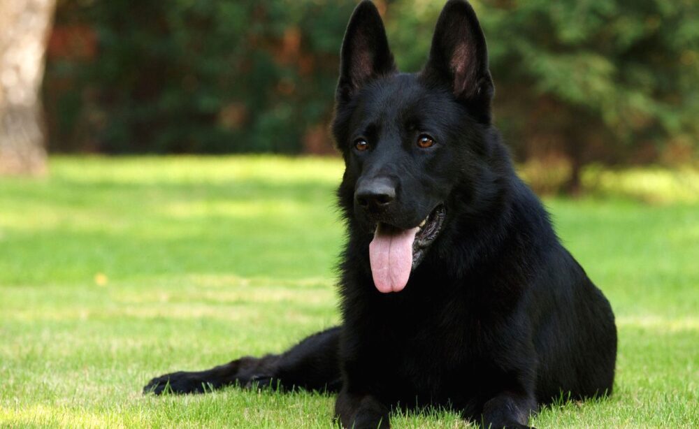 Types de berger allemand
