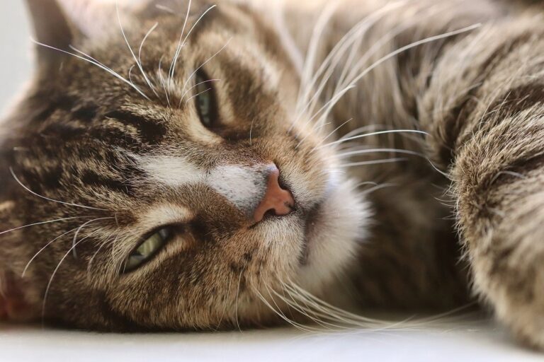 Remèdes maison pour les chats