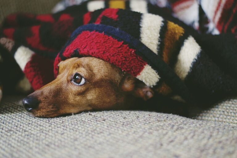 Remedios caseros para perros