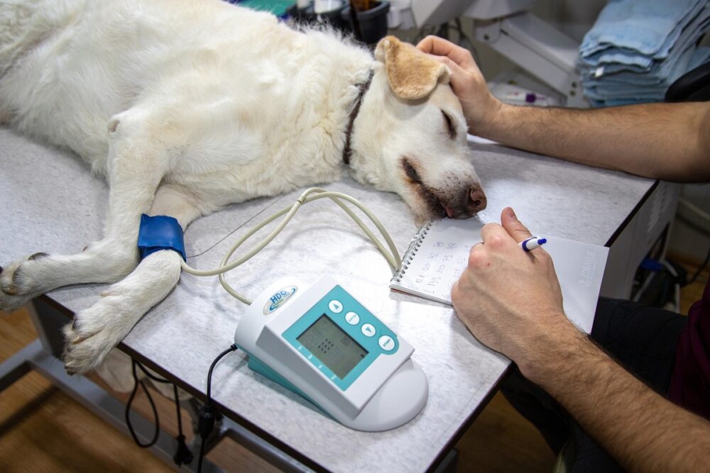 Tipos de cáncer en perros más habituales