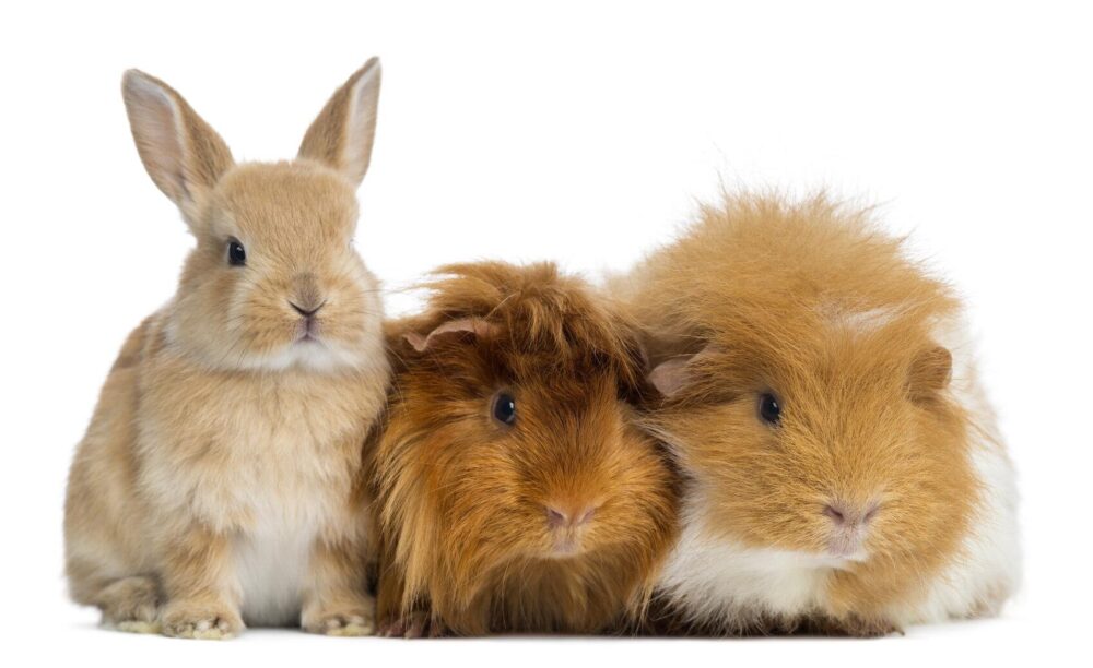 especies de pequeños mamíferos más fáciles de cuidar
