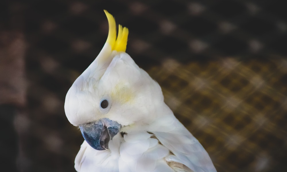 Cacatúa