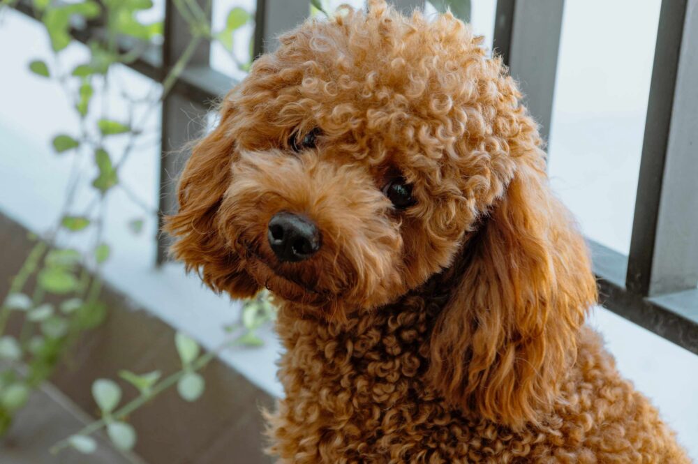caniche toy ou poméranien