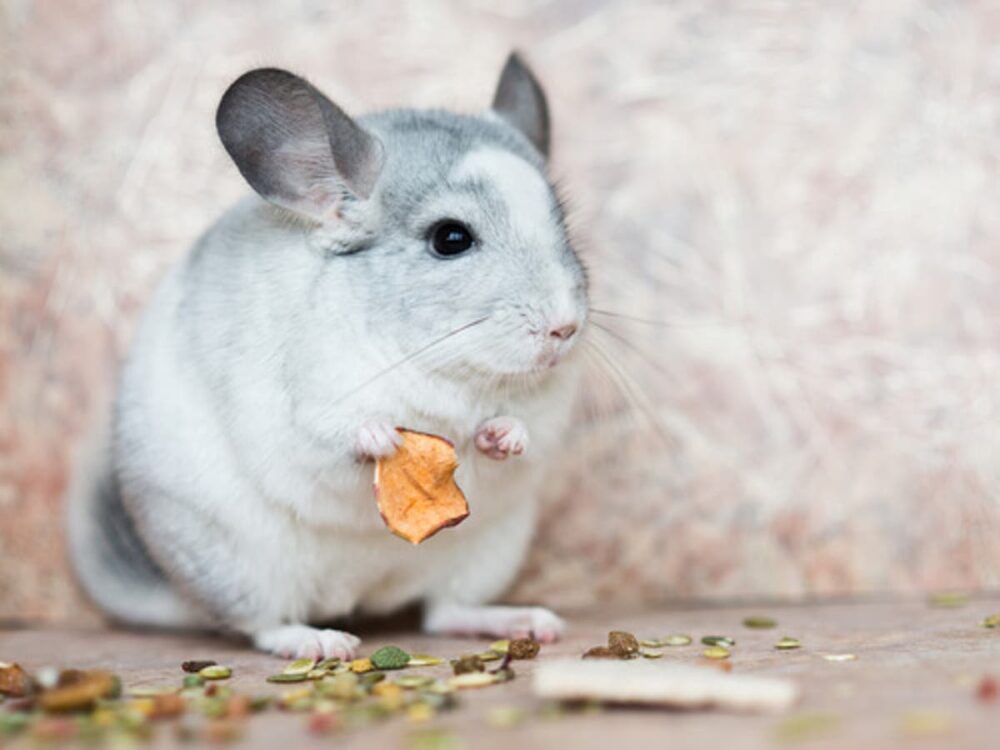 Chinchilla domestique