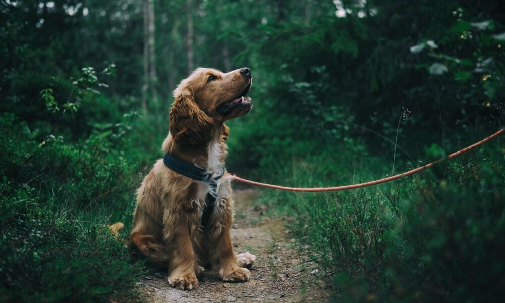 cocker spaniel