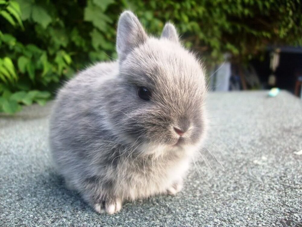 Lapin nain