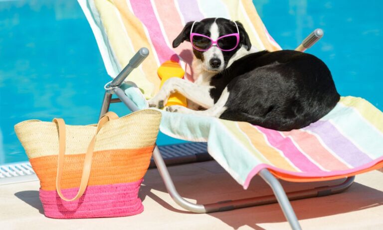perros necesitan protección solar
