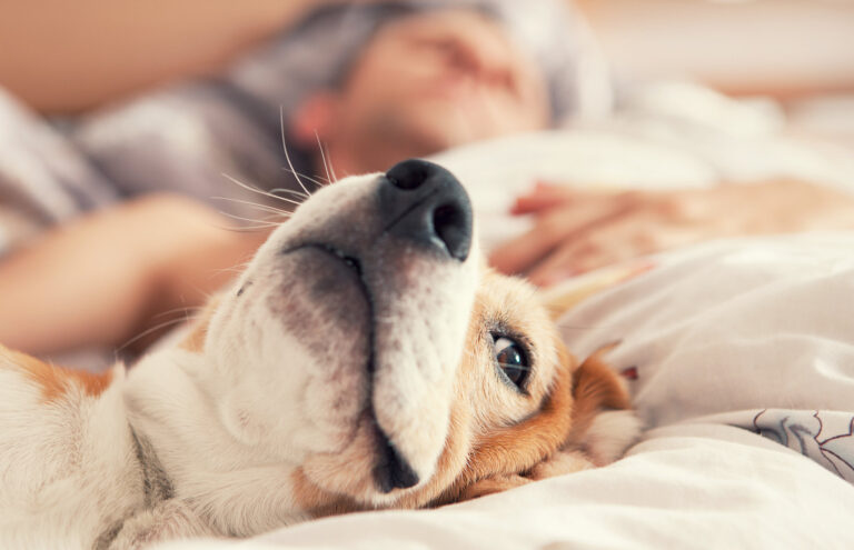dormir con tu perro en la cama