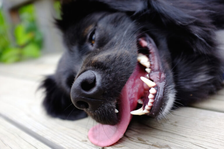 Prevenir el golpe de calor en tu perro