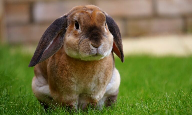 Guide pour avoir un lapin à la maison et les accessoires dont il a besoin