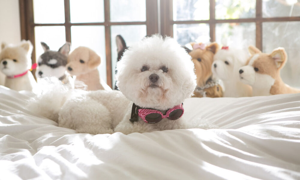 Perros sin olor