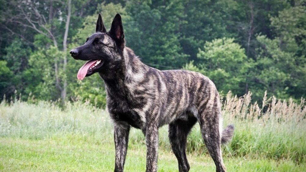 Types de berger allemand