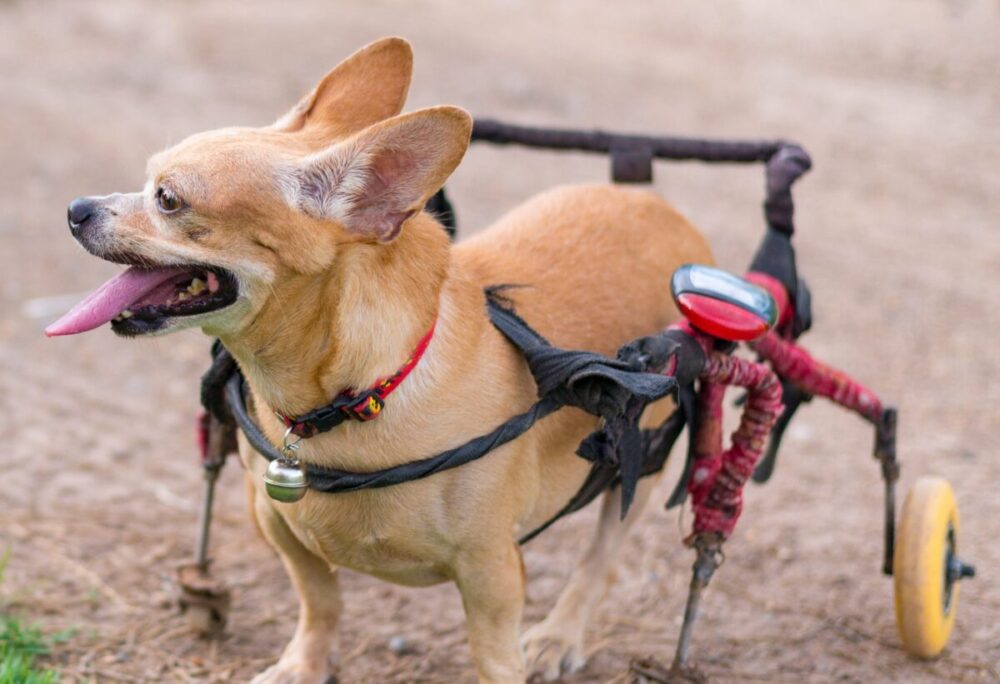 causas de parálisis en perros