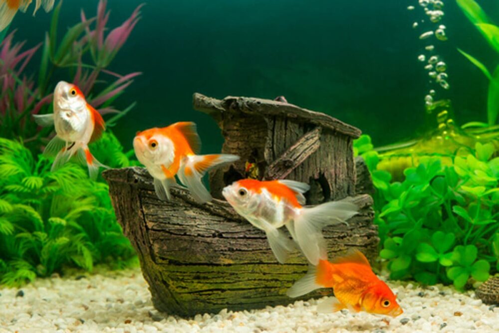 peces de agua caliente más económicos