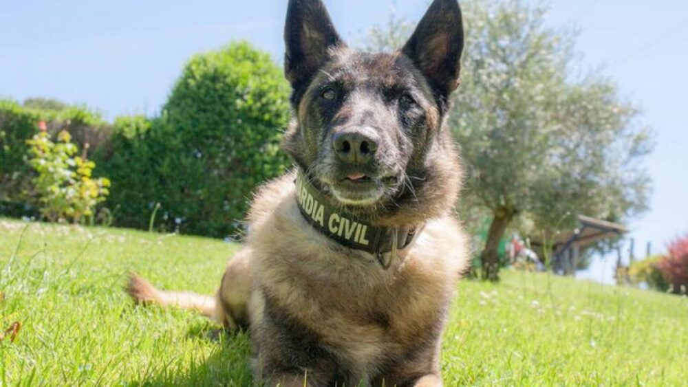 Cas réels où les chiens policiers ont aidé
