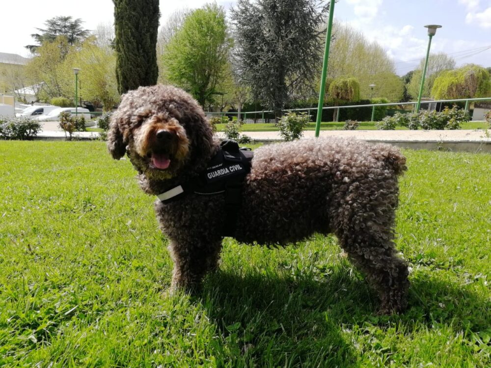 Cas réels où les chiens policiers ont aidé