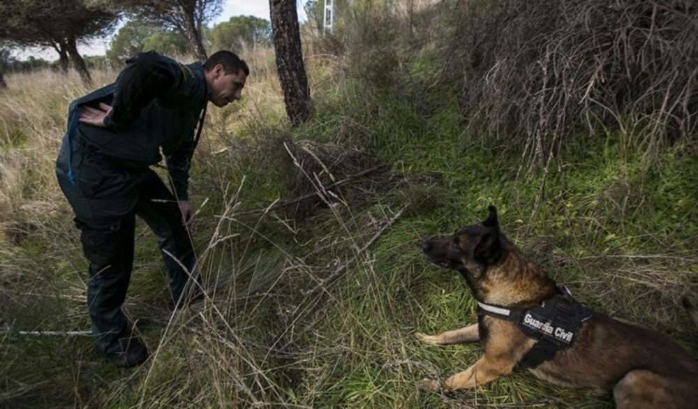 Cas réels où les chiens policiers ont aidé