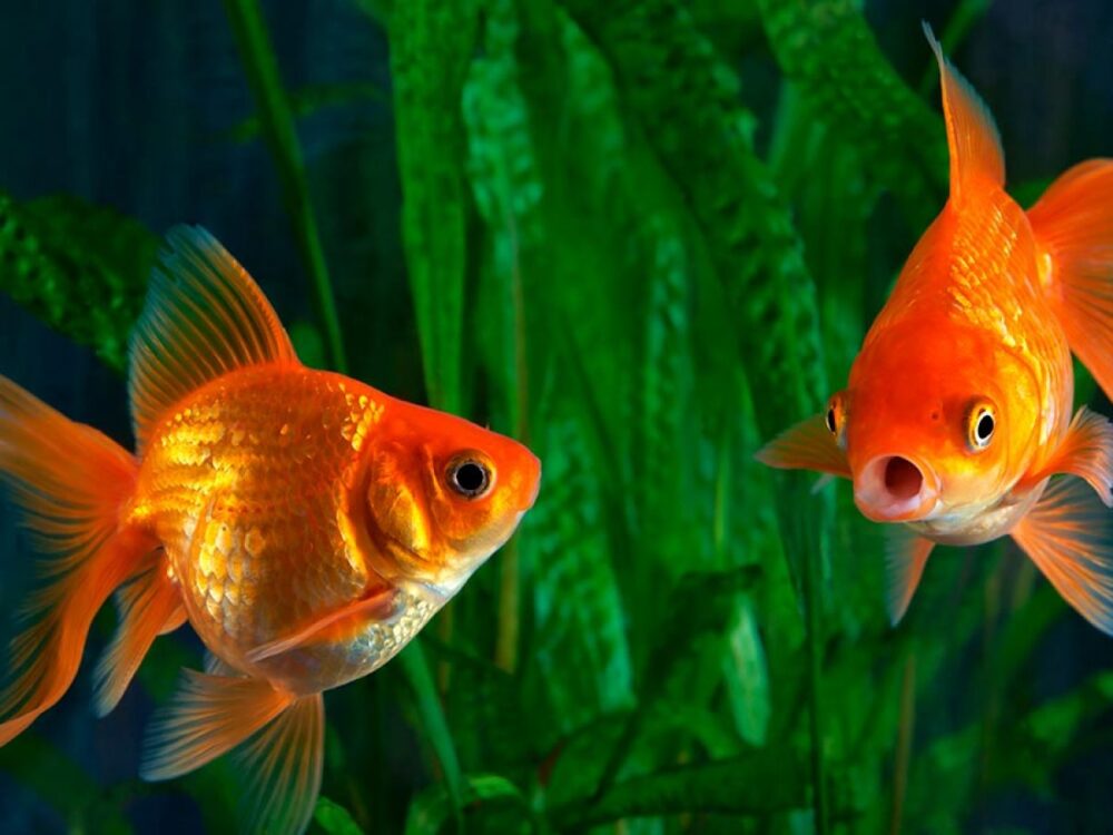 Peces para hacer un acuario de agua fría