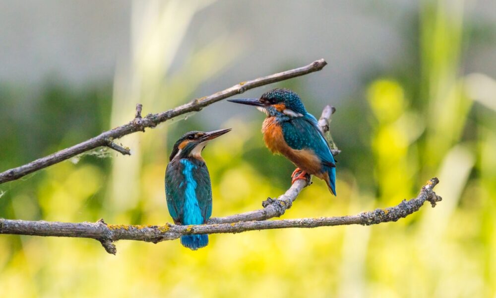 Estas son las especies de pájaro más inteligentes