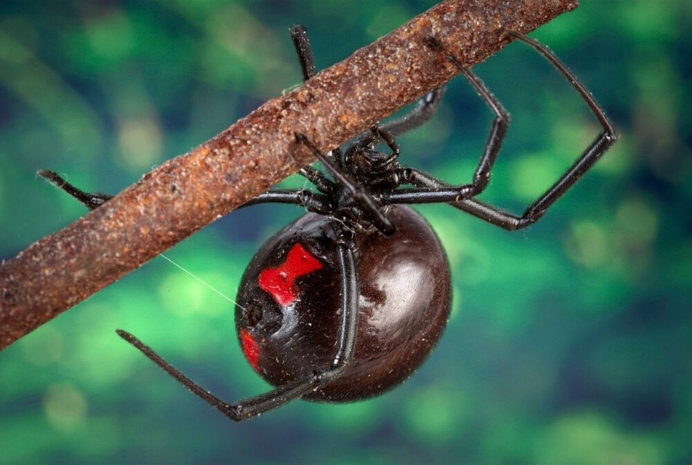 Viuda Negra, una especie venenosa