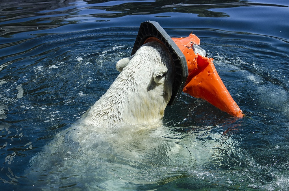 Animales afectados por la contaminación de mares y océanos