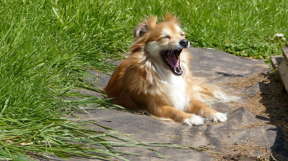 El bostezo puede indicar que un perro está molesto