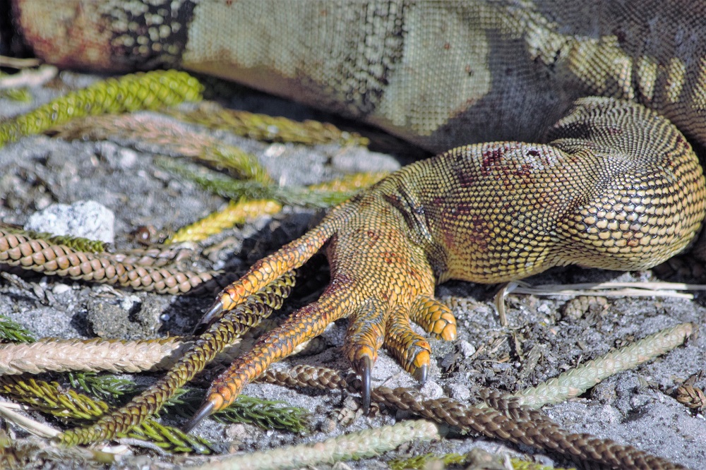Comment prendre soin d'un iguane