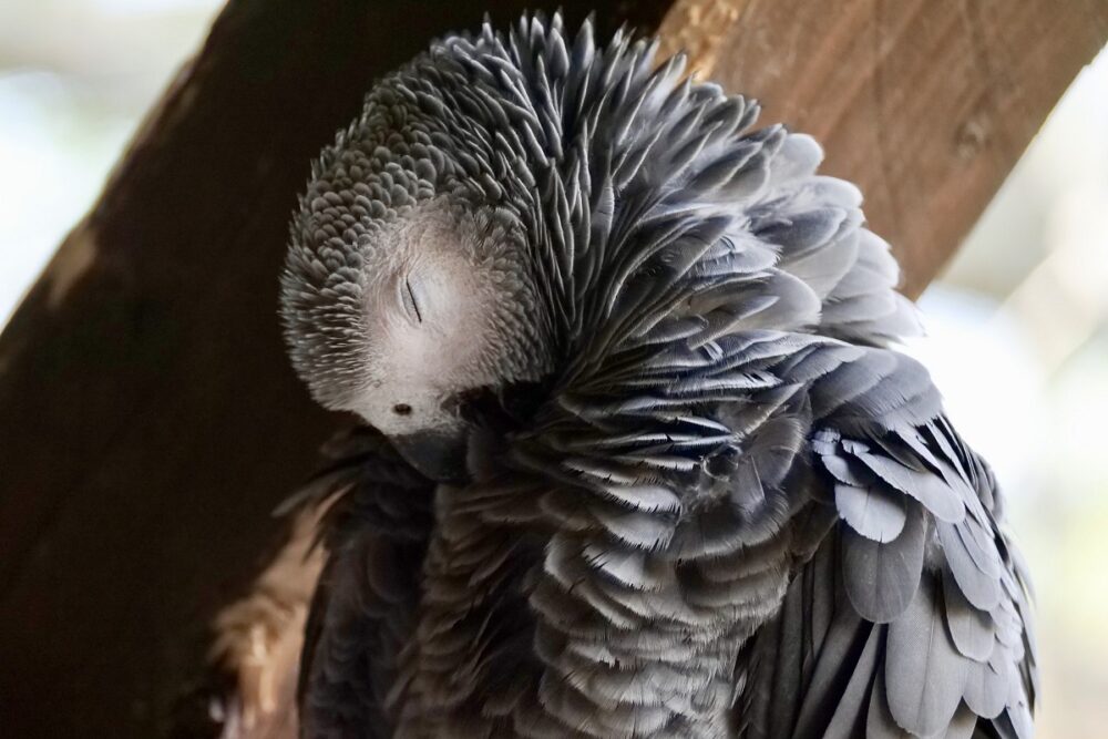 La depresión en pájaros