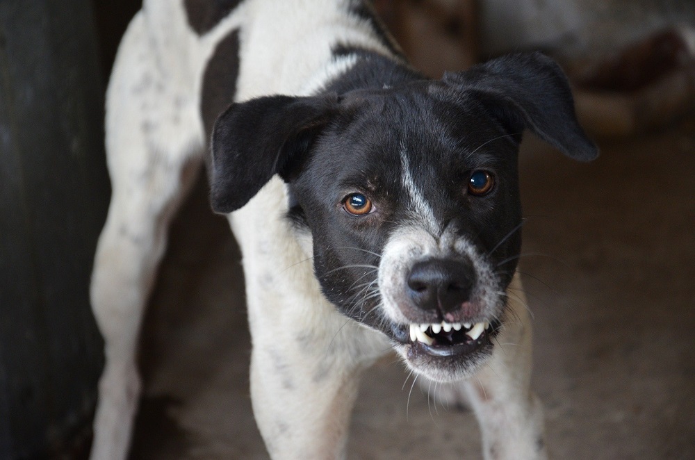 Un perro enfadado no debe mostrarse agresivo