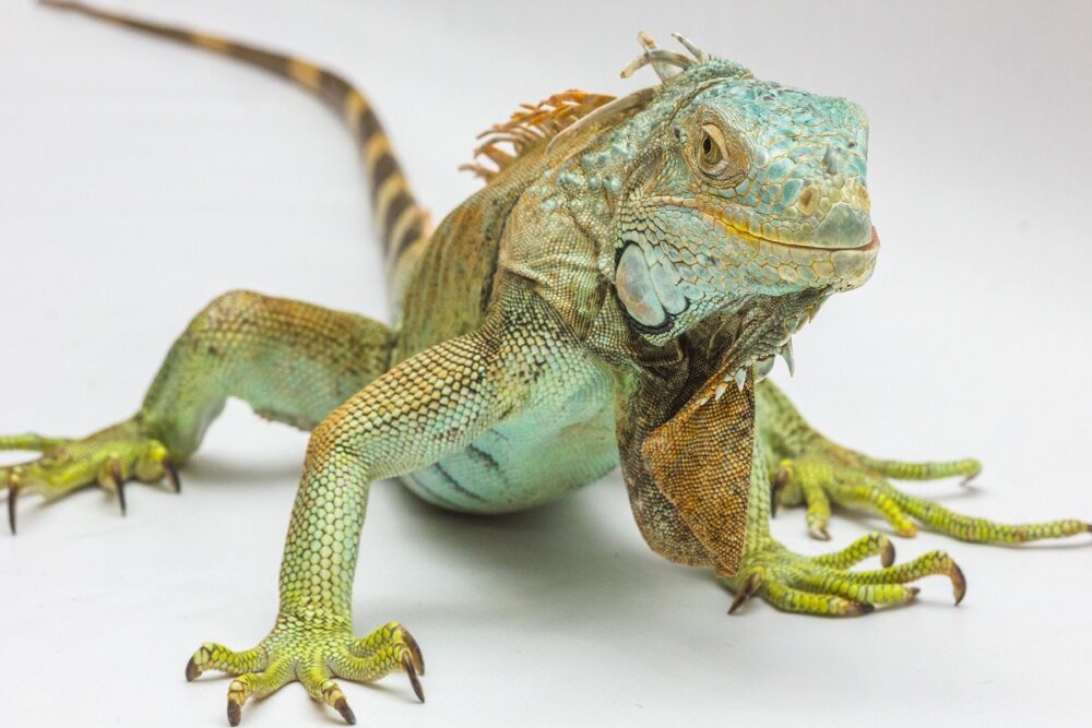 Guía para tener una iguana