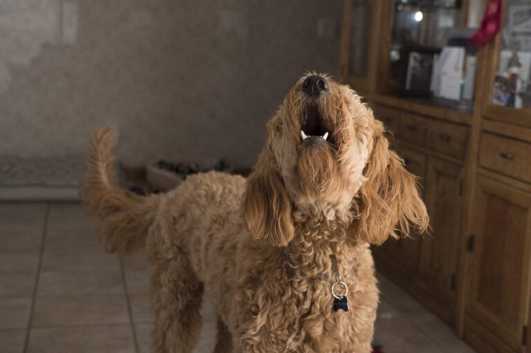 Señales para saber si tu perro se ha enfadado