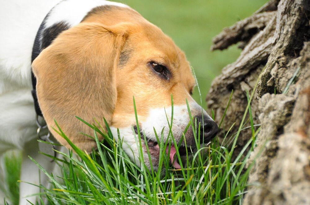 Perros se comen la hierba fresca
