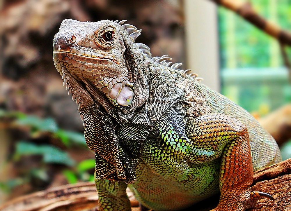 Avoir un iguane comme animal de compagnie : ce que vous devez savoir
