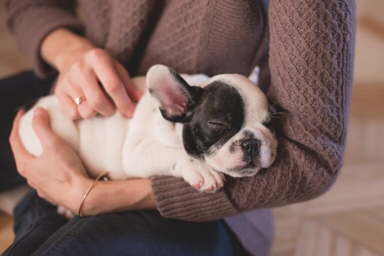 Cuáles son las vacunas de un perro